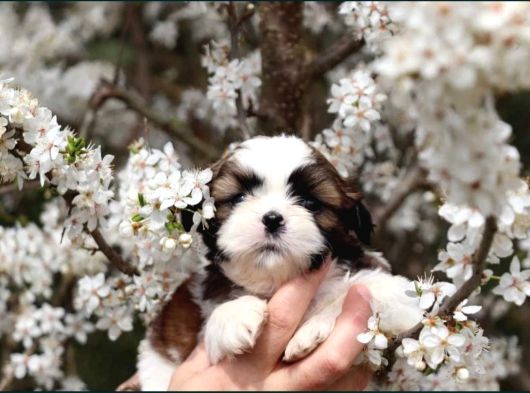 Shihtzu Yavrularımız Irkının En Iyileri görsel