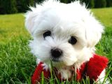 Matese terrier ırkının en özel yavruları