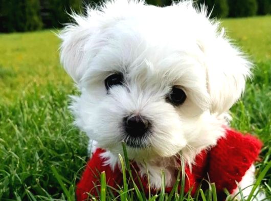 Matese Terrier Irkının En Özel Yavruları