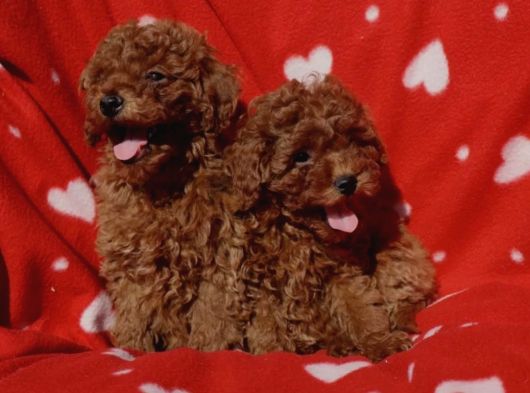 Shihtzu Yavrularımız Irkının En Iyileri