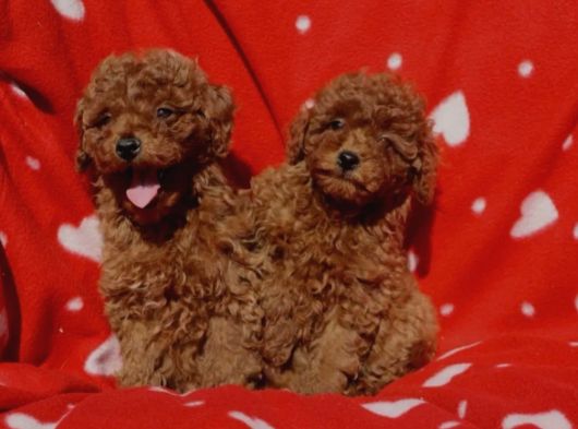 Shihtzu Yavrularımız Irkının En Iyileri görsel