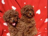 Shihtzu Yavrularımız Irkının En Iyileri