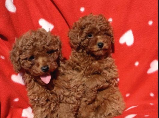 Shihtzu Yavrularımız Irkının En Iyileri görsel