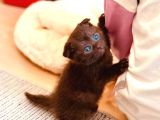Scottish fold
