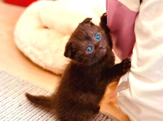 Scottish Fold