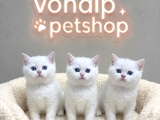 VONALP PET EFSANE GÜZELLİKTE sCR BELGELİ BRİTİSH SHORTHAİR