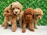 Toy poodle yavrularımız