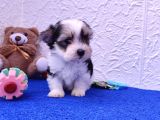 Morkie Yavrularımız