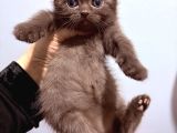 Scottish Fold