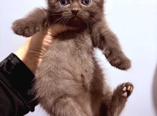 Scottish Fold görsel