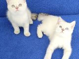 Mavi̇ Mavi̇ Masmavi̇ Boncuklar Tesli̇me Hazirdir