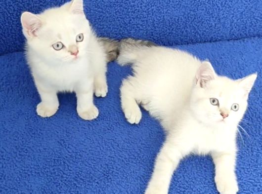 Mavi̇ Mavi̇ Masmavi̇ Boncuklar Tesli̇me Hazirdir görsel