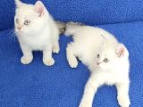 MAVİ MAVİ MASMAVİ BONCUKLAR TESLİME HAZIRDIR