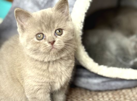Scottish Fold görsel