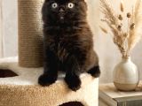 Scottish Fold