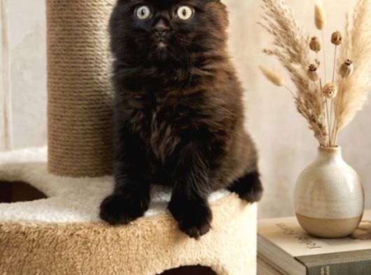 Scottish Fold görsel