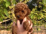 SAFKAN VE IRK GARANTİLİ YAVRULARIMIZ