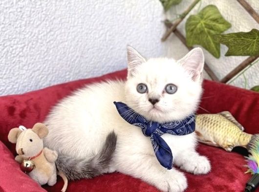 Çok Uyguna Erkek Mavi̇şi̇mi̇z görsel
