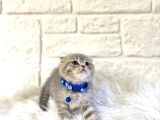 Scottish Fold Tabby Erkek Top Kafa