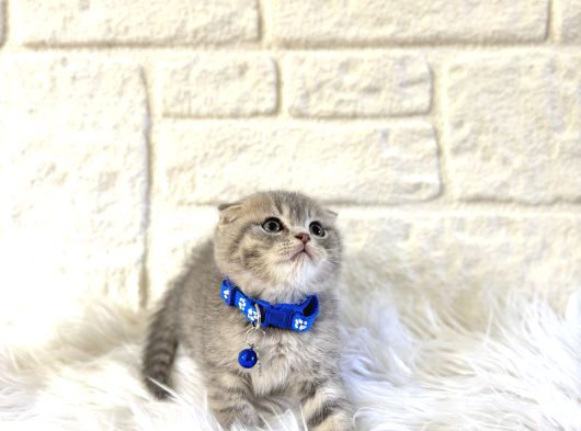 Scottish Fold Tabby Erkek Top Kafa görsel