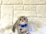 Scottish Fold Tabby Erkek Top Kafa