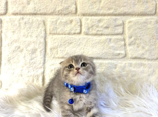 Scottish Fold Tabby Erkek Top Kafa