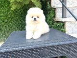 Orjinal Pomeranian Boo