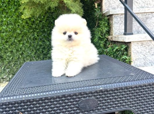 Orjinal Pomeranian Boo görsel