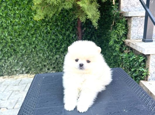 Orjinal Pomeranian Boo