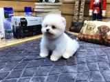 Orjinal Pomeranian Boo