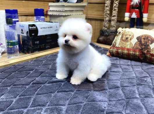 Orjinal Pomeranian Boo görsel