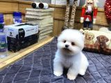 Orjinal Pomeranian boo