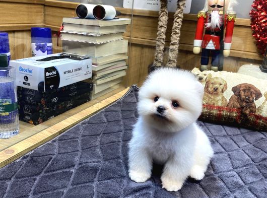 Orjinal Pomeranian Boo