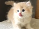 Safkan British Golden Şirin Mi Şirin Kedi Güzeli Bir Bebek