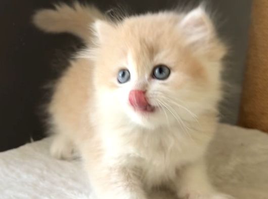 Safkan British Golden Şirin Mi Şirin Kedi Güzeli Bir Bebek görsel