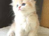 Safkan British Golden Şirin Mi Şirin Kedi Güzeli Bir Bebek