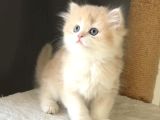 Safkan british golden şirin mi şirin kedi güzeli bir bebek