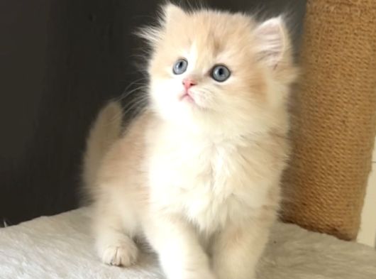 Safkan British Golden Şirin Mi Şirin Kedi Güzeli Bir Bebek