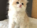 Safkan British Golden Şirin Mi Şirin Kedi Güzeli Bir Bebek