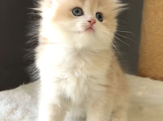 Safkan British Golden Şirin Mi Şirin Kedi Güzeli Bir Bebek görsel
