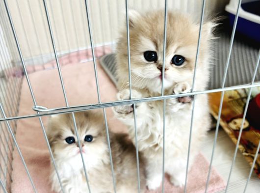 Dünya Tatlisi Prensesleri̇mi̇z görsel
