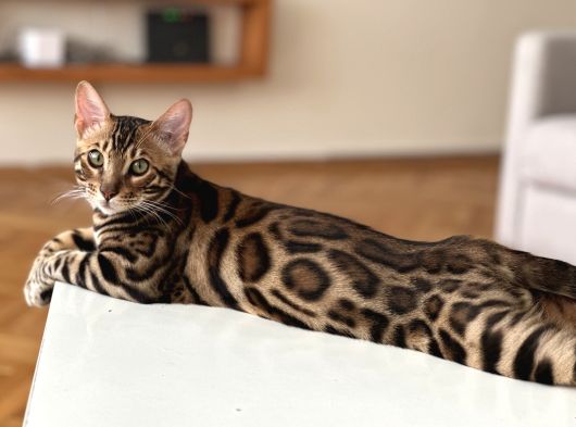 Orjinal Bengal Kedileri görsel