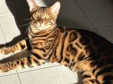 Orjinal bengal kedileri