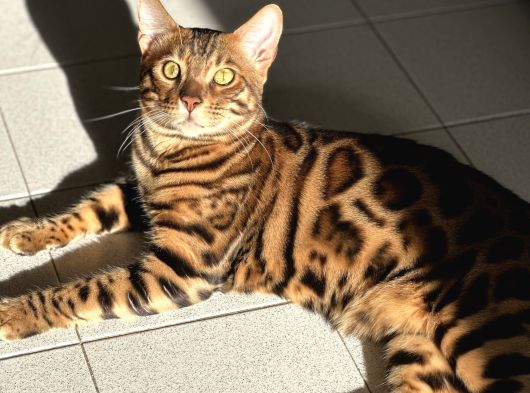 Orjinal bengal kedileri