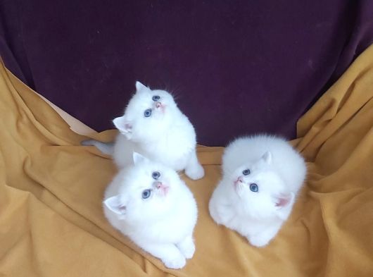 Vonalp Pet Efsane Güzelli̇kte Scr Belgeli̇ Bri̇ti̇sh Shorthai̇r görsel