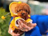Orjinal Toy Poodle Yavruları