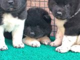 Mükemmel kalite de American Akita Yavruları