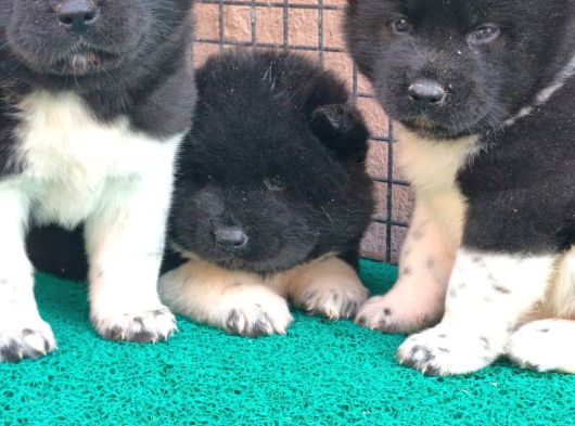 Mükemmel Kalite De American Akita Yavruları