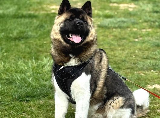 Mükemmel Kalite De American Akita Yavruları görsel