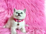 British Shorthair Blue Point Dişi 2 Aylık